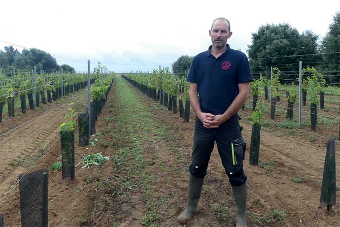 visuel newsletter novembre 2024 cave coopérative île de Ré vin pineaux cognacs