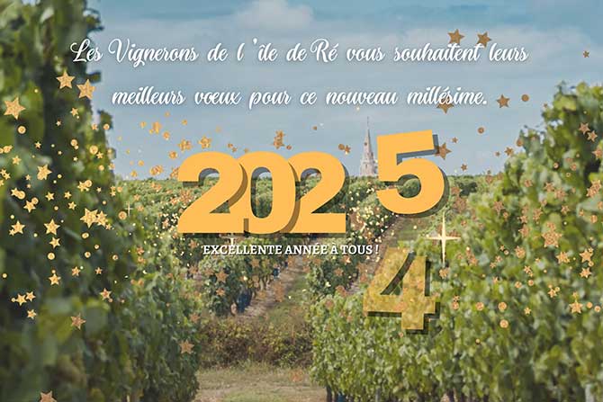 visuel newsletter novembre 2024 cave coopérative île de Ré vin pineaux cognacs